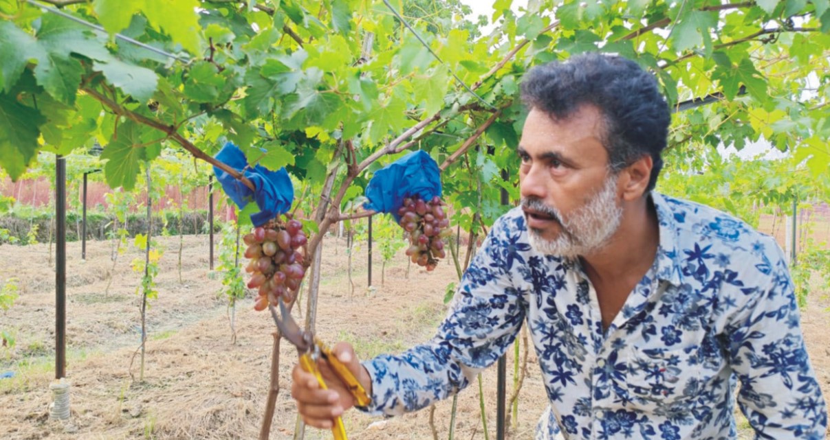  কুমিল্লা সীমান্তে আঙুর চাষে নতুন সম্ভাবনা 