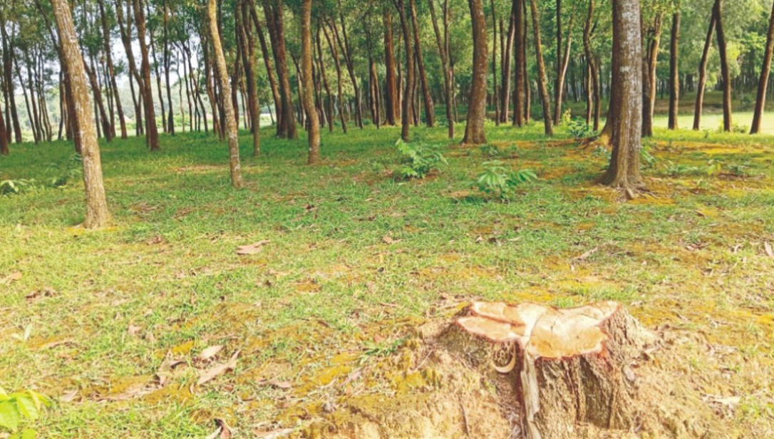 কুমিল্লায় ঈদের ছুটিতে বনের শতশত গাছ অদৃশ্য   