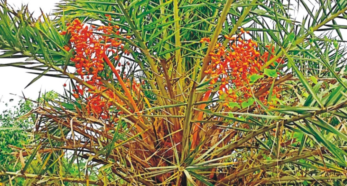 অবহেলায় গাছেই নষ্ট  হচ্ছে দেশি খেজুর  