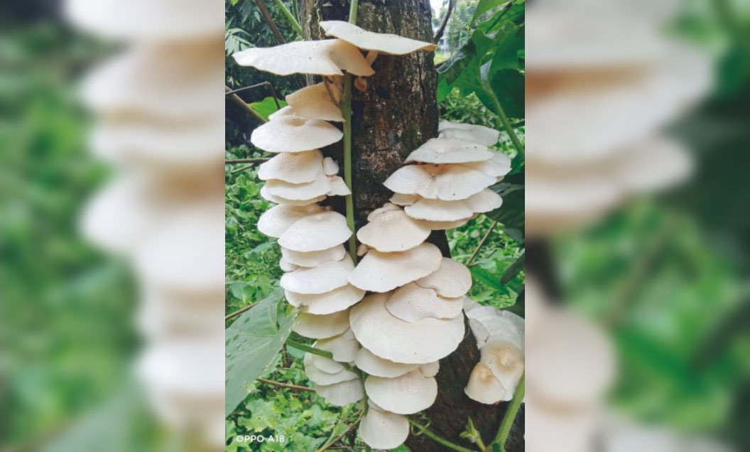   ব্রাহ্মণপাড়ায় গাছে বুনো মাশরুমের থোকা, কৌতূহল ও বিষক্রিয়ার আশঙ্কা