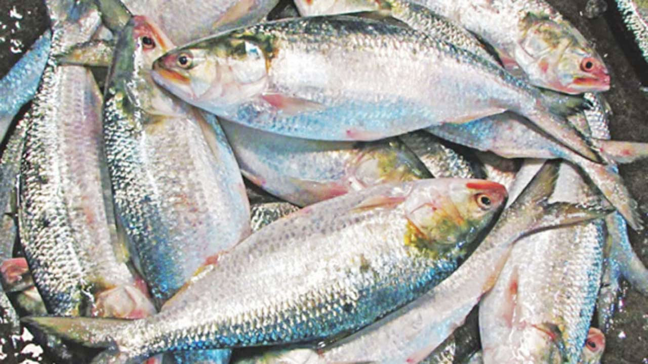 চাঁদপুরে সরবরাহ থাকলেও নাগালের বাইরে ইলিশ
