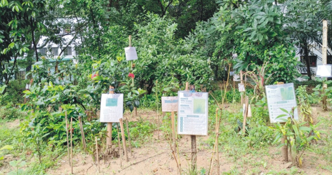 ভেষজ ঐতিহ্য সংরক্ষণে কুবির ঔষধি বাগান