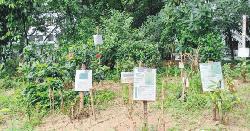   ভেষজ ঐতিহ্য সংরক্ষণে কুবির ঔষধি বাগান