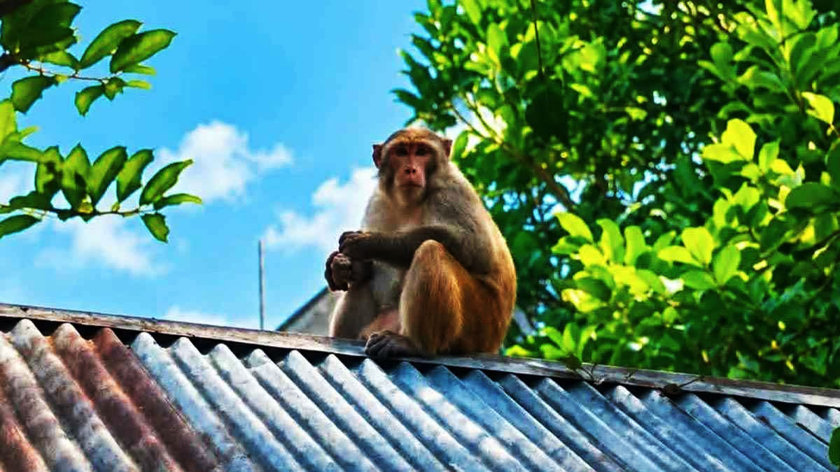  ব্রাহ্মণপাড়ায় লোকালয়ে বানরের হানা, অতিষ্ঠ বাসিন্দারা 