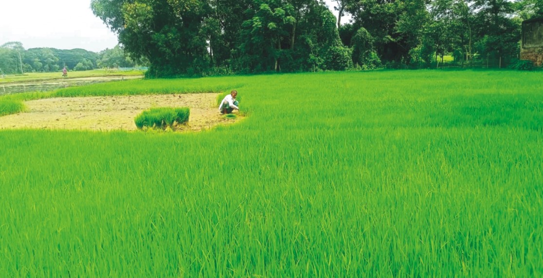  ব্রাহ্মণপাড়ায় আমন ধান  রোপণে ব্যস্ত কৃষক
