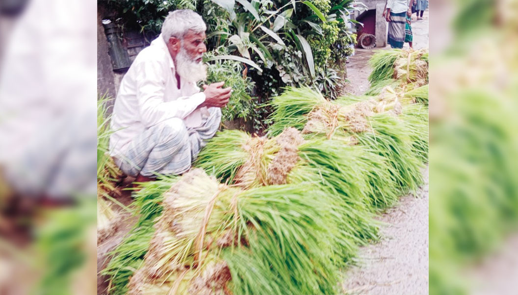  ব্রাহ্মণপাড়ায় জমজমাট ধানের চারার হাট, বাড়ছে কেনাবেচা