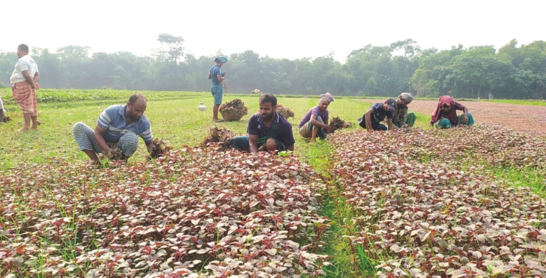   গোমতীর চরে  লালশাক চাষে লাভবান কৃষক