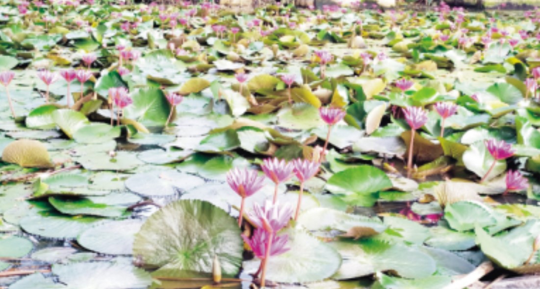  লাল শাপলায় রঙিন ব্রাহ্মণপাড়ার পুকুর, ভিড় করছেন দর্শনার্থীরা