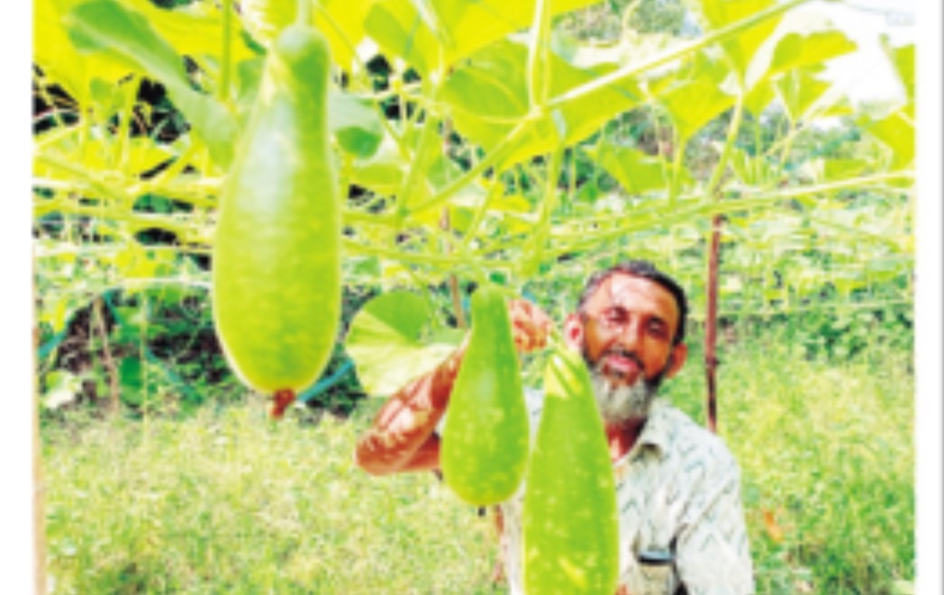 কুমিল্লায় লাউ চাষে চাচা-ভাতিজার সাফল্য 