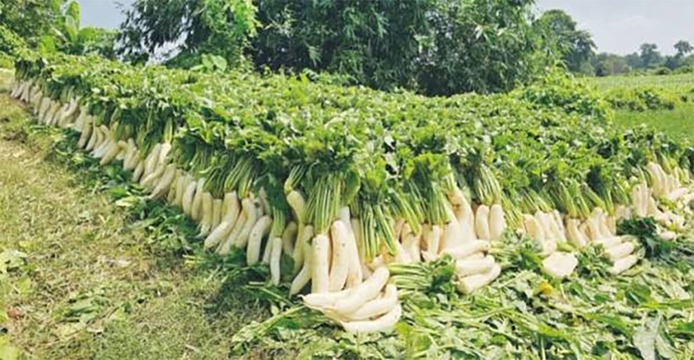   গোমতীর চরে মুলা চাষে  তোতা মিয়ার সাফল্য 