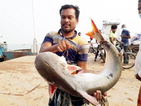 এক পাঙ্গাসের দাম ১৬ হাজার এক পাঙ্গাসের দাম ১৬ হাজার