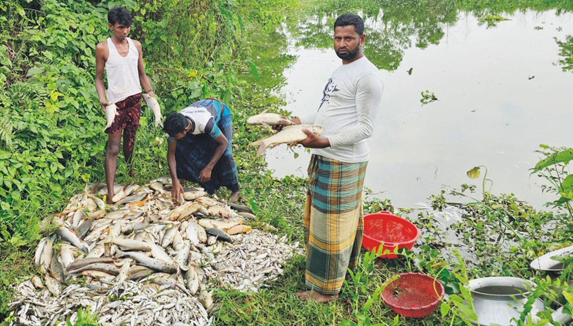  নির্বাচনের প্রতিশোধ মাছের প্রজেক্টে বিষ 