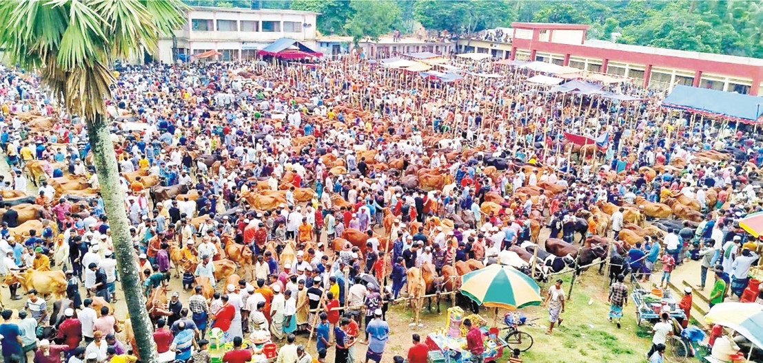  চান্দিনায় একাধিক স্কুলের মাঠে গরুর হাট! 