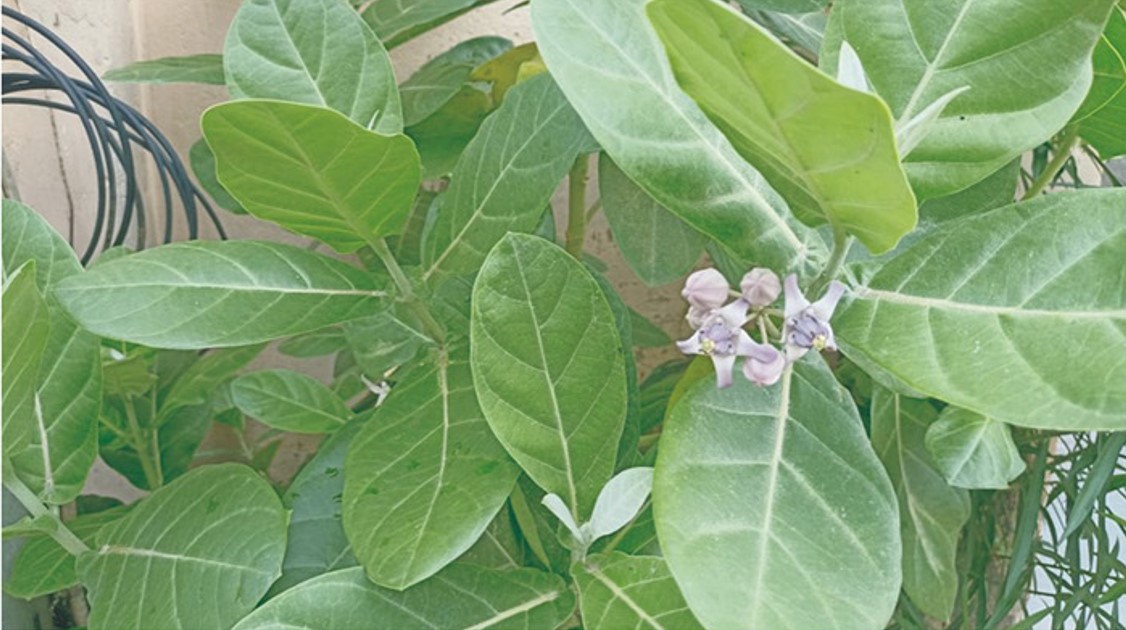 ভেষজ উদ্ভিদ আকন্দ নানা গুণে ভরপুর