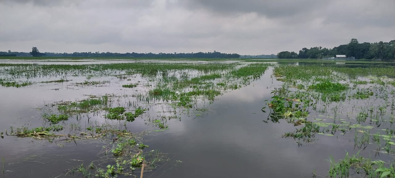 চান্দিনা পৌরসভায়  হাজারো মানুষ  পানিবন্ধী