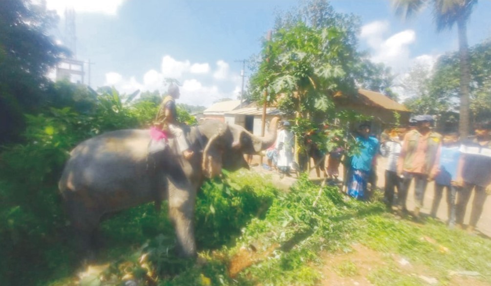  নির্যাতনের শিকার সেই হাতিকে উদ্ধার করল বন বিভাগ