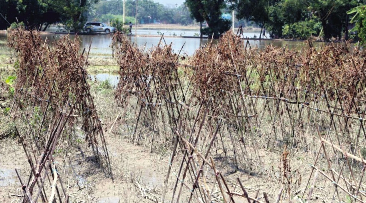   ব্রাহ্মণপাড়া আমনের চারা সংকট, দুশ্চিন্তায় কৃষক  