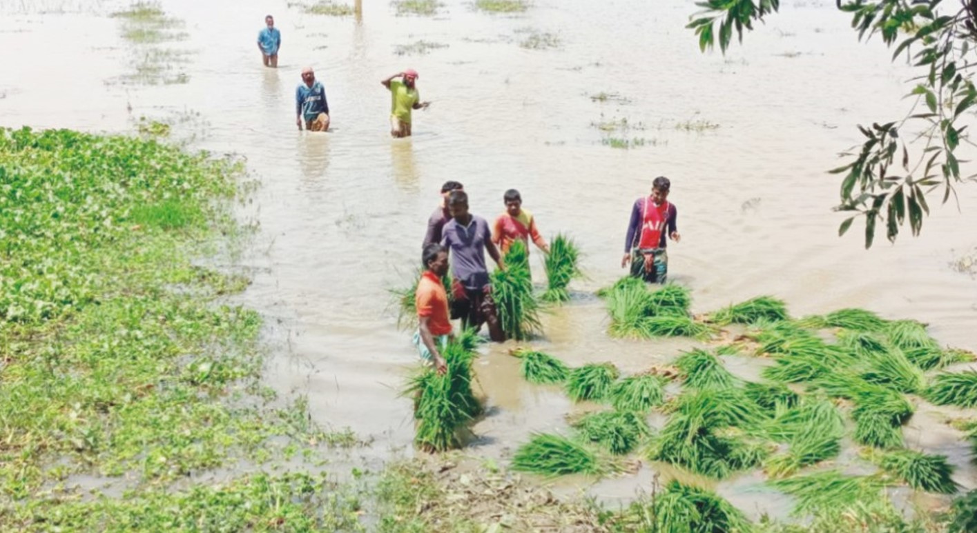  কুমিল্লায় ক্ষতিগ্রস্ত চাষীদের বিনামূল্যে  ধানের চারা বিতরণ