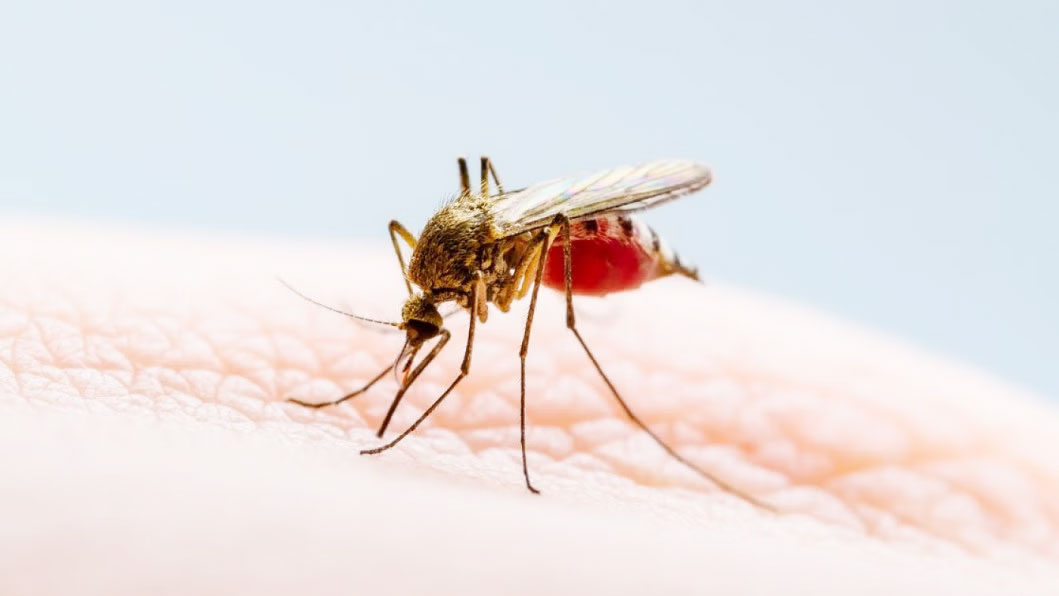  ডেঙ্গু কেড়ে  নিলো আরও ৫ প্রাণ
