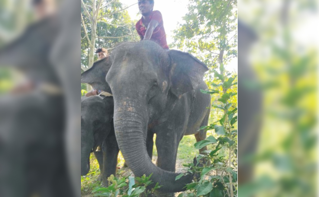 চাঁদাবাজির অভিযোগে হাতিসহ দুইজন আটক