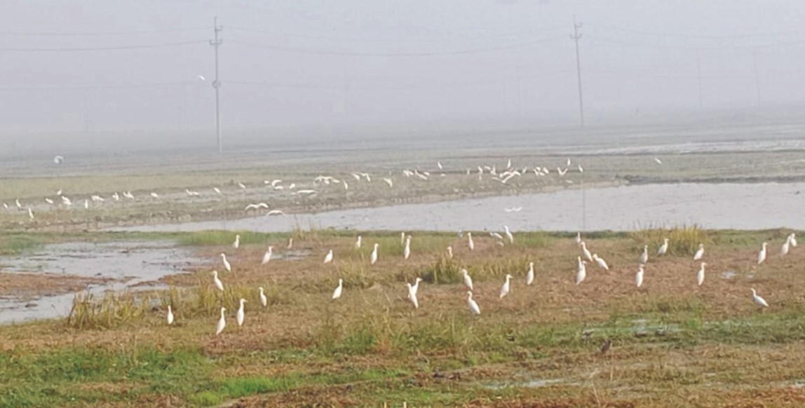  কুমিল্লায় ফসলের মাঠজুড়ে  সাদা বকের মিলন মেলা  