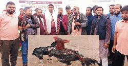 কুমিল্লা আছিল ক্লাব আয়োজনে  প্রীতি মোরগ  লড়াই খেলা