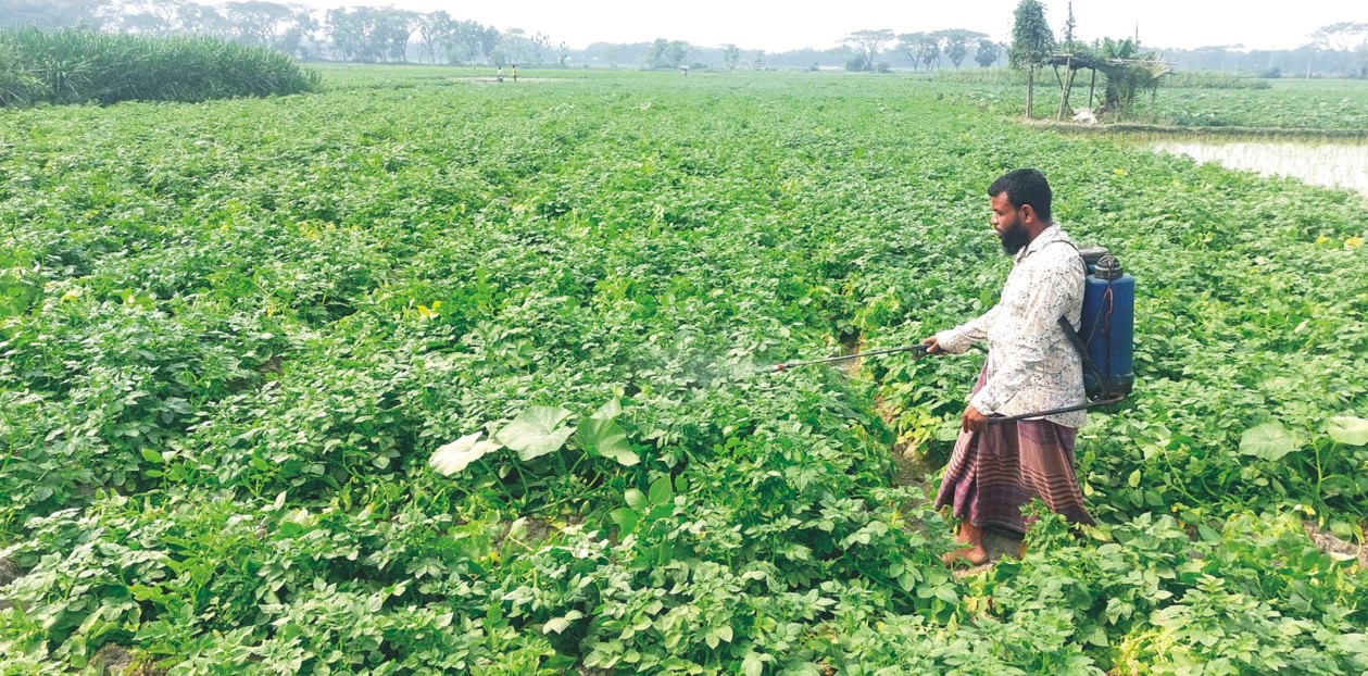  আলুর দরপতন নিয়ে  শঙ্কিত কুমিল্লার কৃষক 