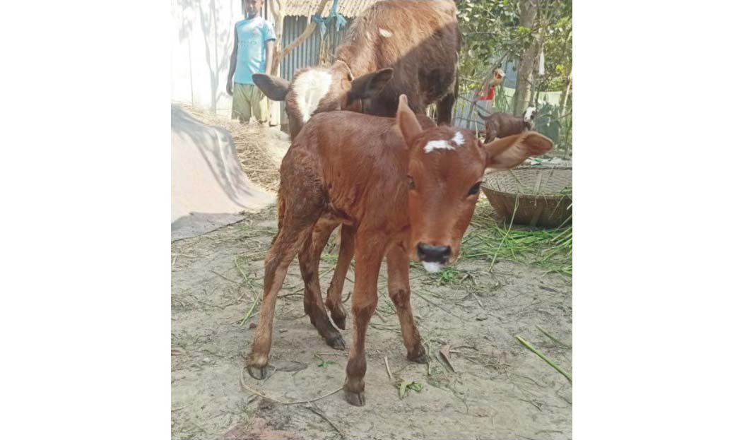   হোমনায় ছয় পা  বিশিষ্ট বাছুরের  জন্ম, এলাকায় চাঞ্চল্য