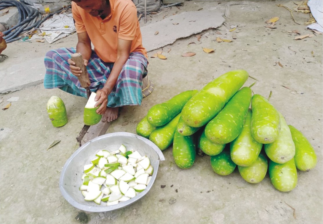  সবজি যাচ্ছে গরুর পেটে,  লোকসানে কৃষকরা