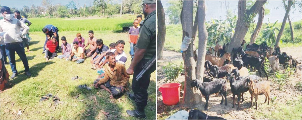   খাসির পেটে পাইপ ঢুকিয়ে পানি  ভরে ওজন বৃদ্ধি, ৯ জনের কারাদণ্ড