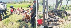   খাসির পেটে পাইপ ঢুকিয়ে পানি  ভরে ওজন বৃদ্ধি, ৯ জনের কারাদণ্ড
