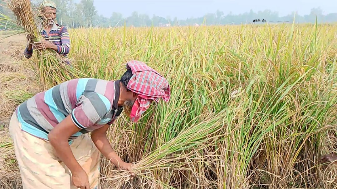   কুমিল্লায় বোরো ধান কাটার উৎসব কৃষকের মুখে হাসি