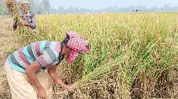   কুমিল্লায় বোরো ধান কাটার উৎসব কৃষকের মুখে হাসি