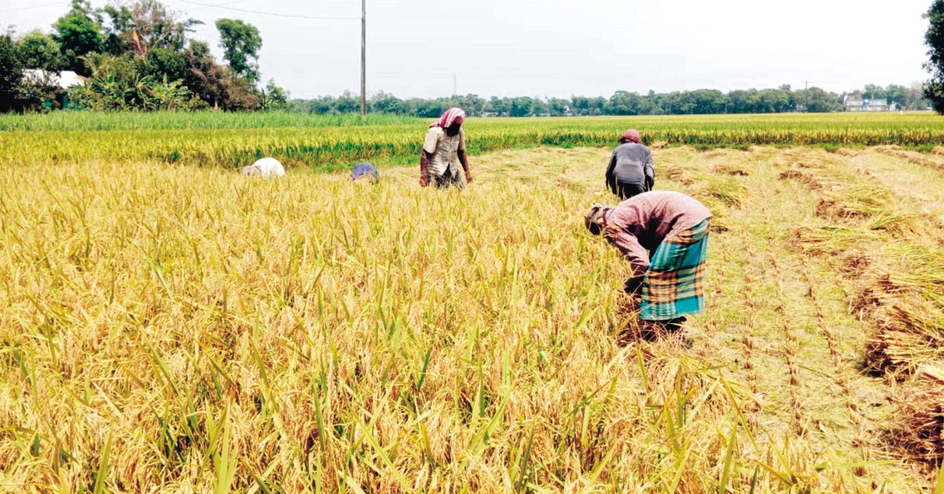   কুমিল্লায় বোরো ধান কাটার উৎসব কৃষকের মুখে হাসি