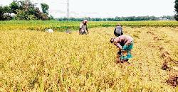   কুমিল্লায় বোরো ধান কাটার উৎসব কৃষকের মুখে হাসি