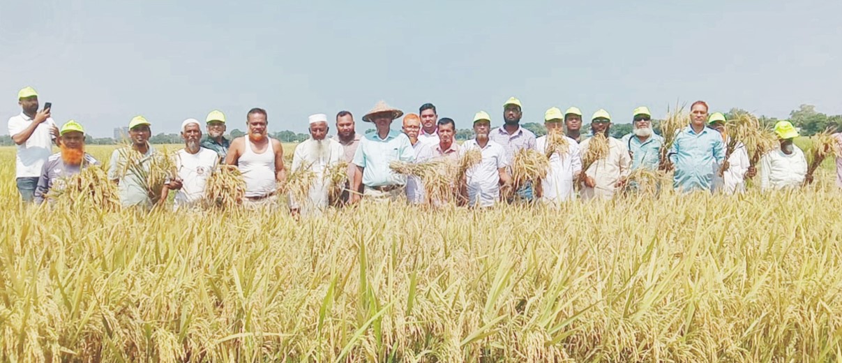  কৃষকের ধান কেটে দিলেন কুমিল্লা মহানগর কৃষকদল