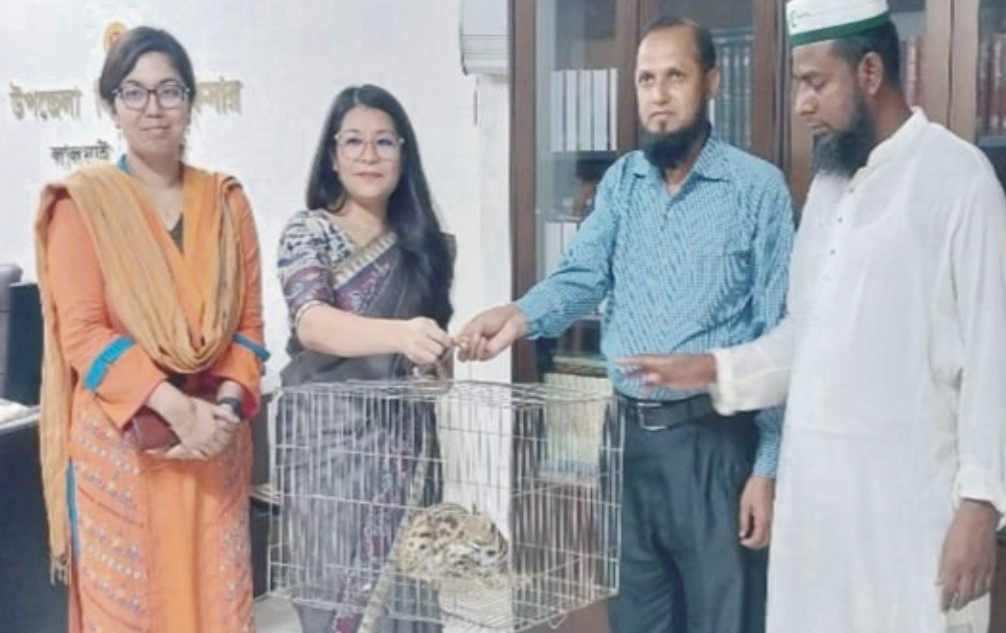   খাঁচায় বন্দীবিপন্ন  মেছো বিড়াল! 
