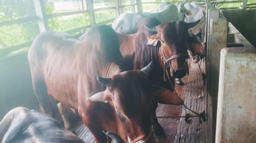    চৌদ্দগ্রামে কোরবানির জন্য  প্রস্তুত ১২ হাজার পশু