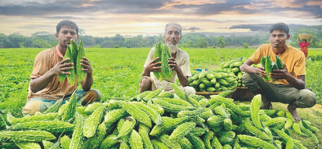 কুমিল্লায় করলা চাষে হাসি  ফুটেছেকৃষকদের মুখে 