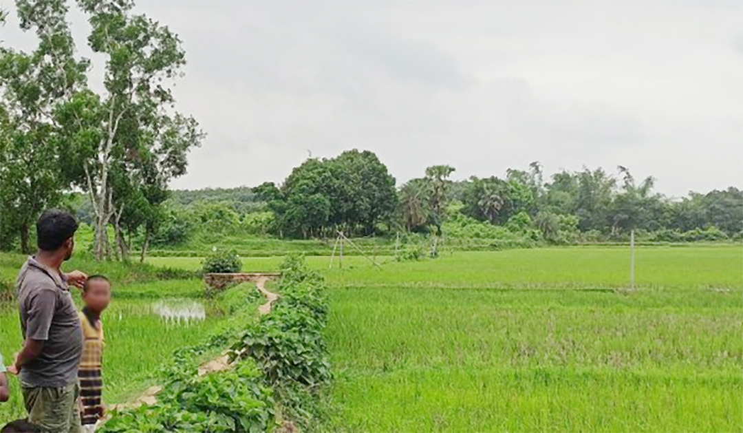  বুড়িচংয়ে বাঁশঝাড় থেকে ১৯৬ কেজি গাজা উদ্ধার 