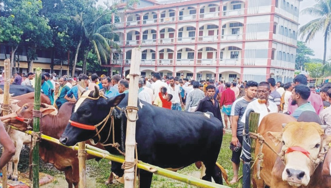  চান্দিনায় স্কুল মাঠের গরু বাজার  সরাতে গেলে নির্বাহী  ম্যাজিস্ট্রেটের সাথে বিশৃঙ্খলা  
