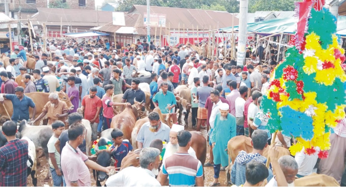   কুমিল্লা ছোট ও মাঝারি  গরুতে আগ্রাহ ক্রেতার,  দাম কমেছে বড় গরুর 