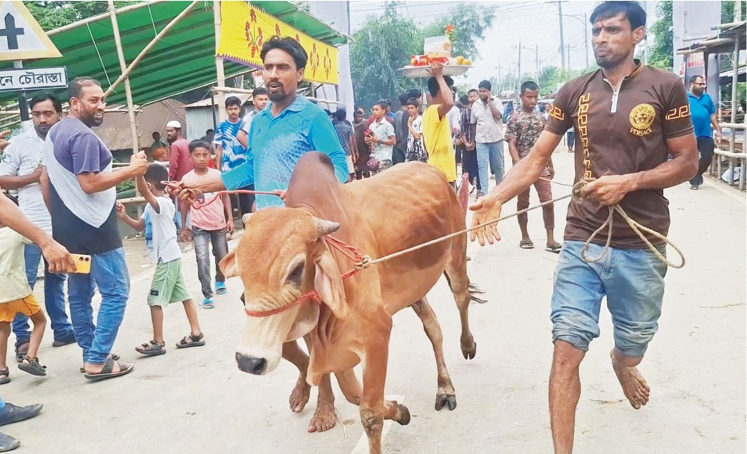  শেষ মুহূর্তে জমে উঠেছে  কুমিল্লার বিভিন্ন গরুর হাট 