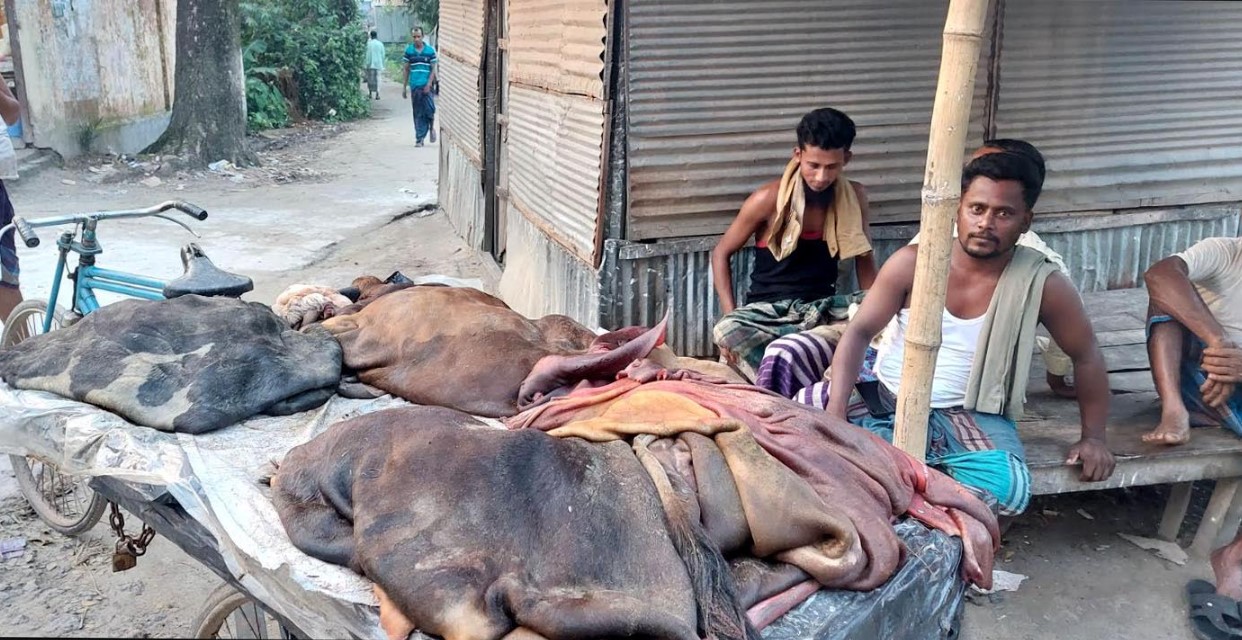 চামড়া নিয়ে বিপাকে মৌসুমী ব্যবসায়ীরা  