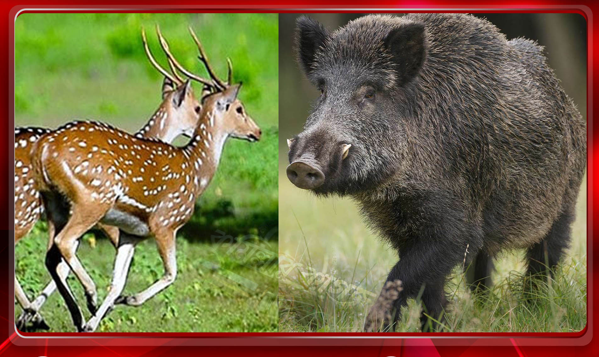 ঔপনিবেশিক আমলে কুমিল্লায় শিকারচিত্র