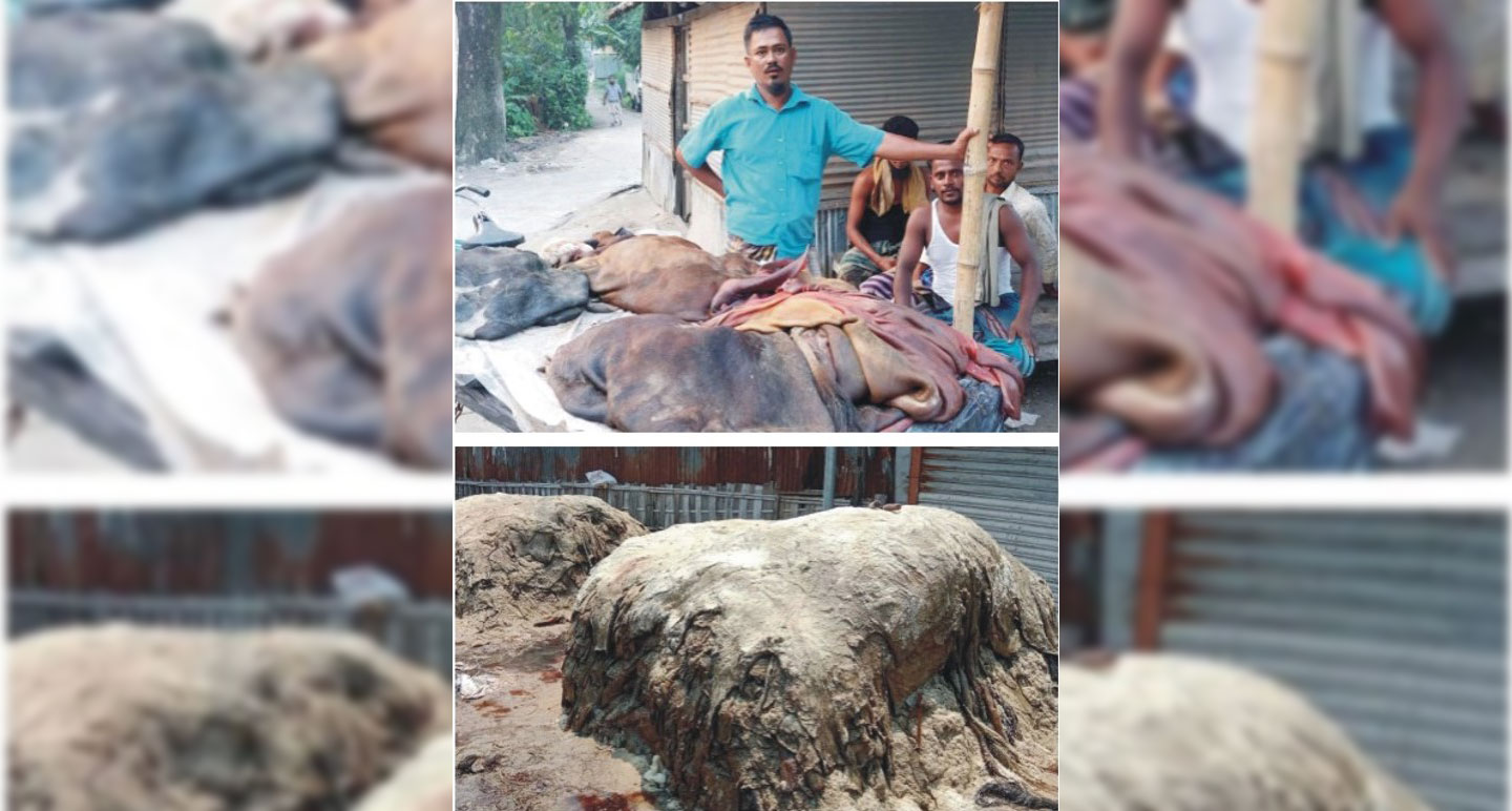চামড়া নিয়ে এবারও বিপাকে কুমিল্লার মৌসুমী ব্যবসায়ীরা 