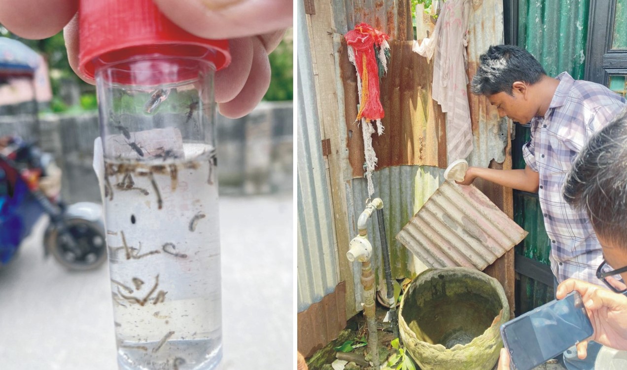 ঘরেই জন্মাচ্ছে এডিস মশার লার্ভা