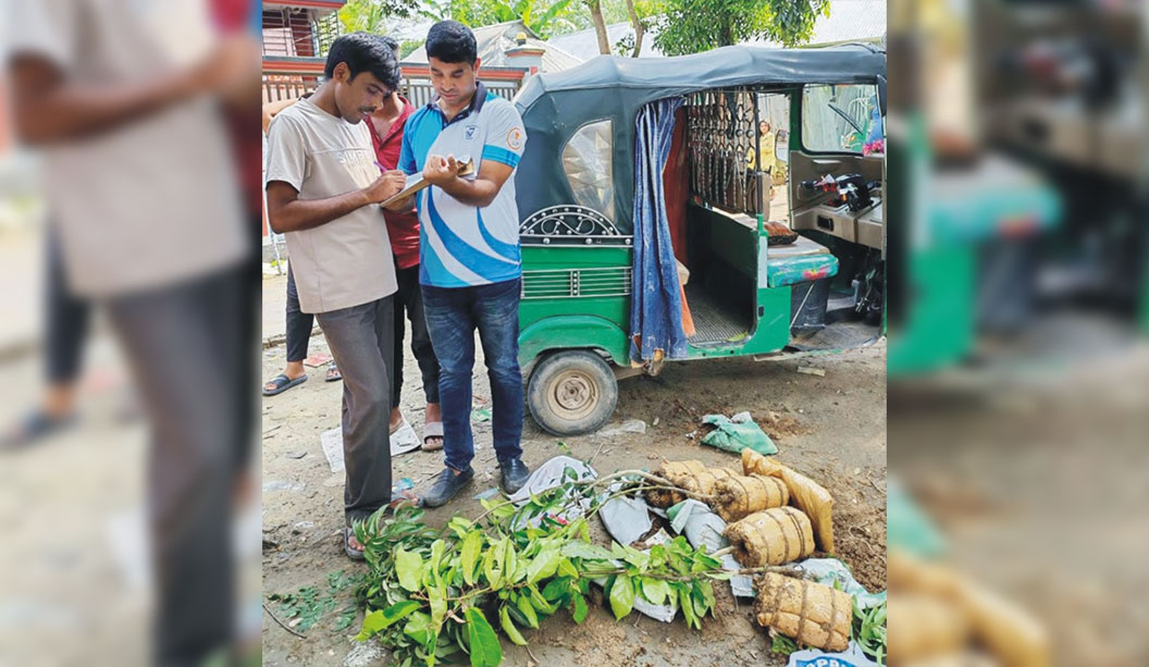  ব্রাহ্মণপাড়ায়  গাছের সাথে  গাঁজা পাচার!