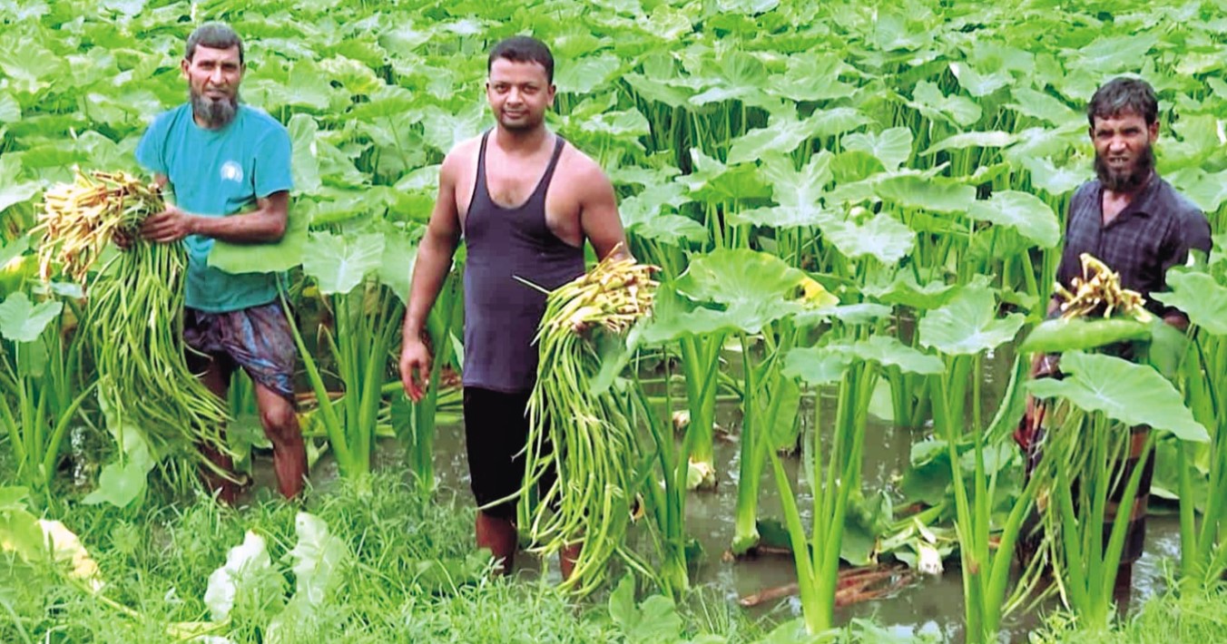   সীমানা ছাড়িয়ে ২৫ দেশে  কুমিল্লার বরুড়ার কচুর লতি 