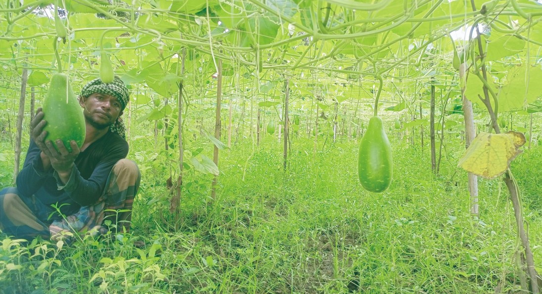   কুমিল্লায় লাউ চাষে সফল  দুই গ্রামের তিন কৃষক 